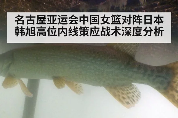 名古屋亚运会中国女篮对阵日本 韩旭高位内线策应战术深度分析